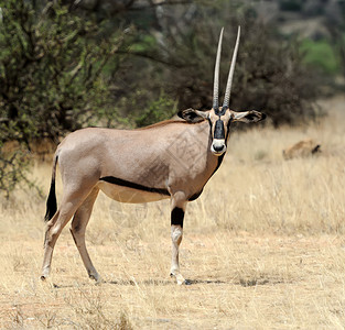 Gemsbok羚羊奥里克斯图片