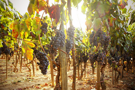 日落农业和葡萄酒图片