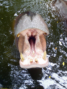 河马展示巨大的下巴和牙齿图片
