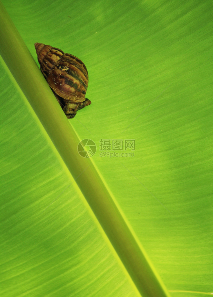 绿色香蕉叶背景和贝类图片