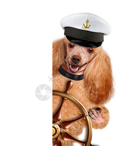 狗水手上白色孤立图片