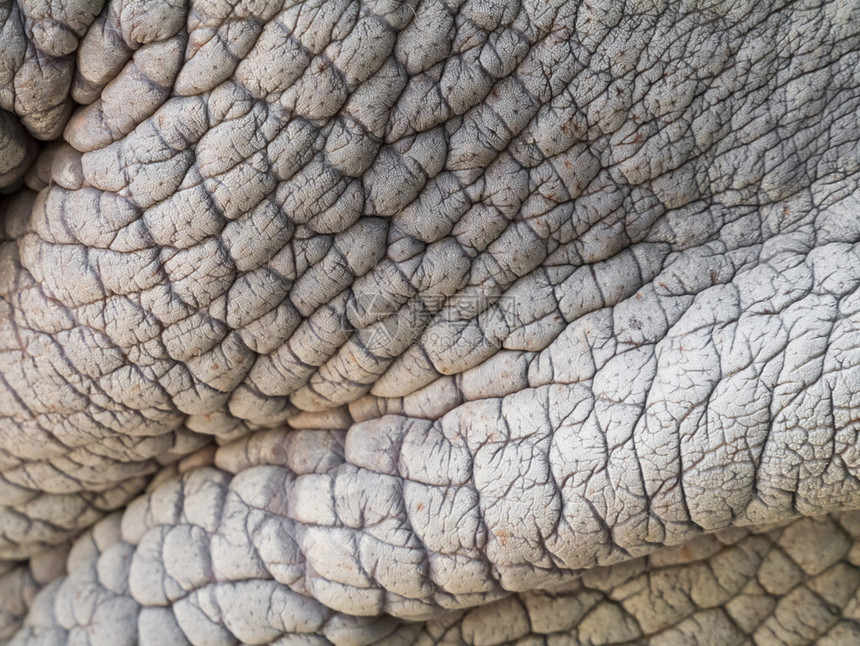 Rhino皮肤显示其干燥脂肪图片