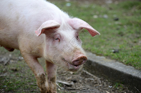 农场上的猪背景图片