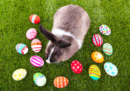 绿草中的兔子和复活节彩蛋图片