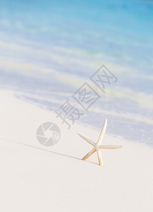 沙滩上可爱的小白海星图片