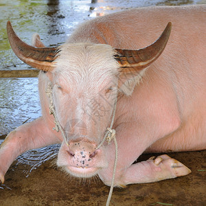 马厩里的粉红水牛图片