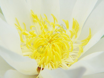 美丽的盛开的莲花图片