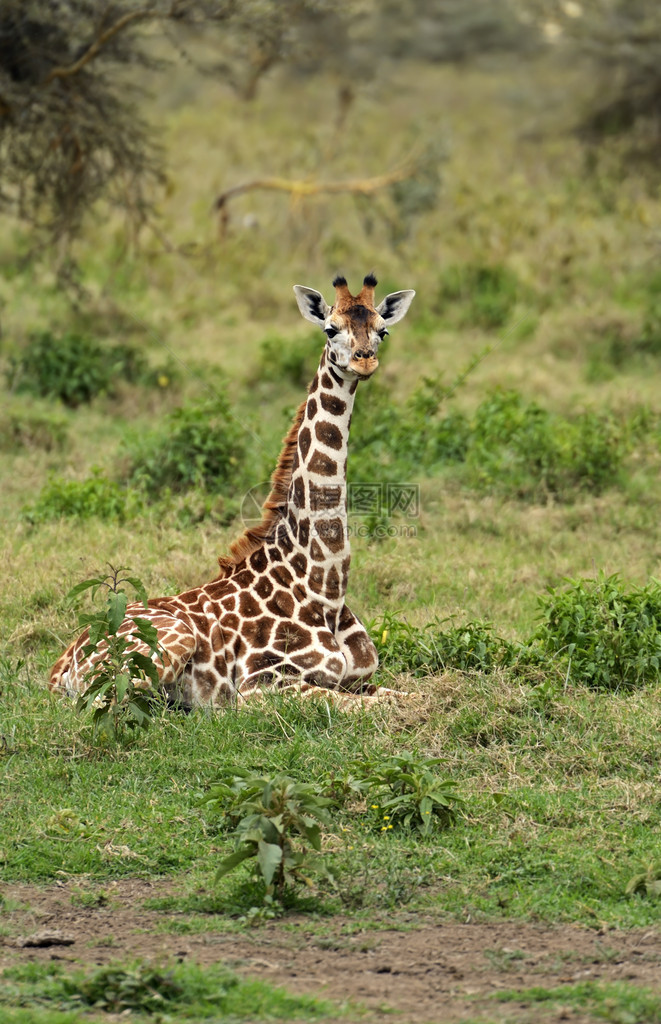 在克鲁格公园的GiraffeGiraffacomloplar图片