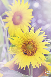 蜜蜂从向日葵的花图片
