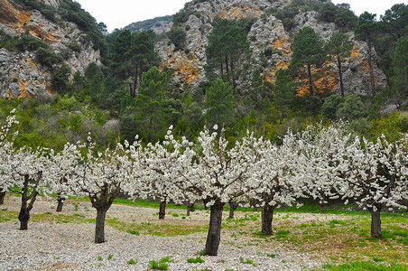 Caderechas山谷的樱花图片