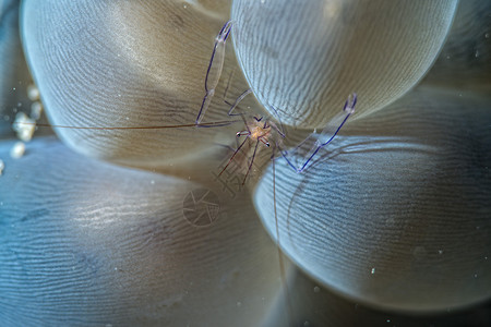 气泡珊瑚宏中的Virphilippinensis虾图片
