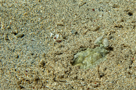 白螳螂龙虾准备攻击它的巢穴图片