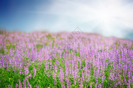 美丽的春天风景与阳光和鲜花图片