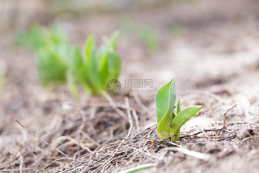 sprout自然中的图片