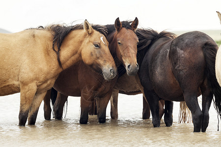 蒙古草原上的马群背景图片
