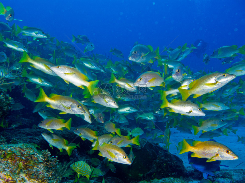 科特斯海的礁石里有一群乡巴图片