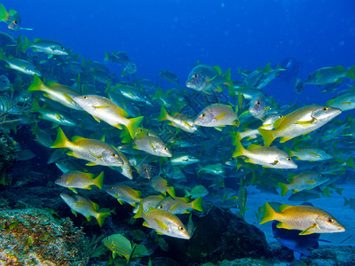 科特斯海的礁石里有一群乡巴图片