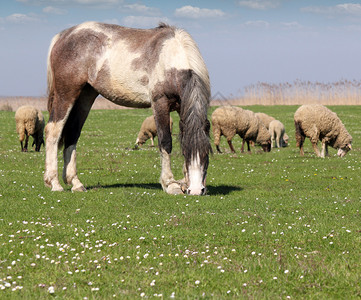 牧场上的马和羊图片