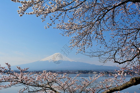 河口湖富士山和樱花的倒影图片