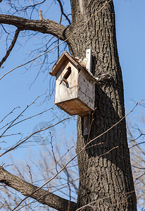 春天树上的木制巢箱图片