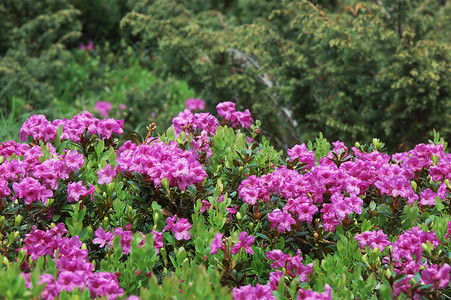 盛开的草甸与杜鹃花灌木的粉红色花朵乌克兰图片