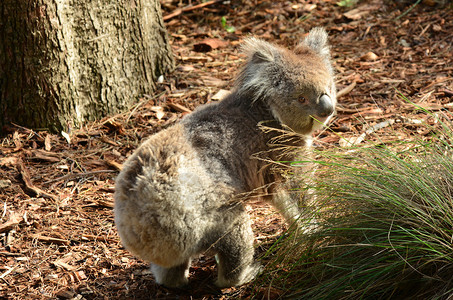 KoalaPhascolarctoscinereus在澳大利图片