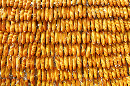 用于食品工业的干玉米芯图片