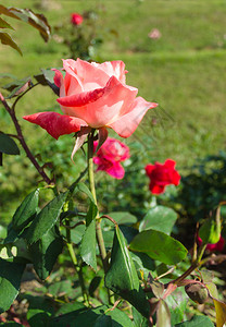 花园里的粉红玫瑰图片