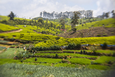 斯里兰卡的茶园景观图片