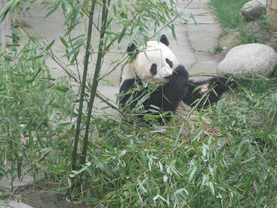 成都研究基地的大熊猫图片