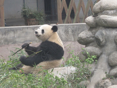 成都研究基地的大熊猫图片