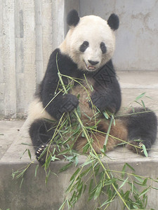 成都研究基地的大熊猫图片