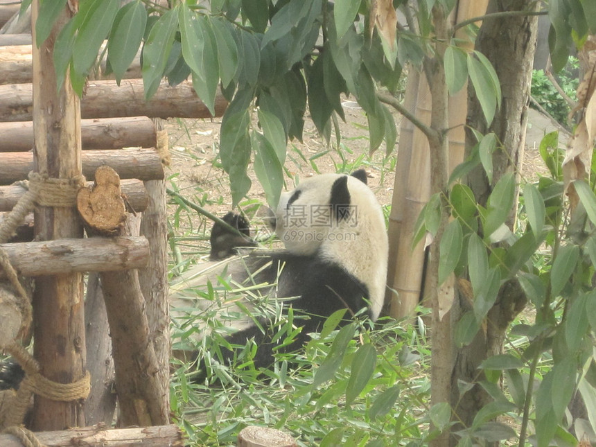 成都研究基地的大熊猫图片