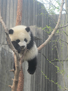成都研究基地的大熊猫图片