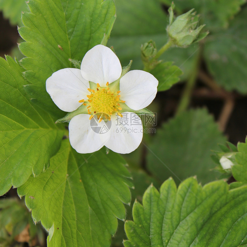 绿叶草莓花特写抽象花卉背景图片