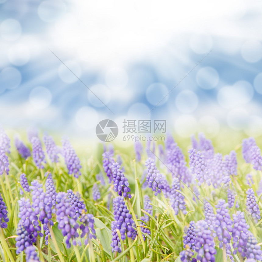 蓝色天空的蓝色hyacin图片