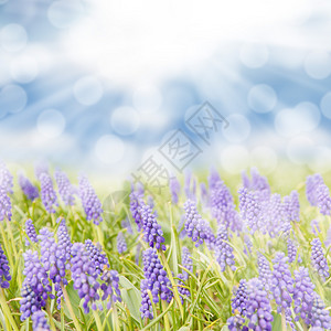 蓝色天空的蓝色hyacin图片