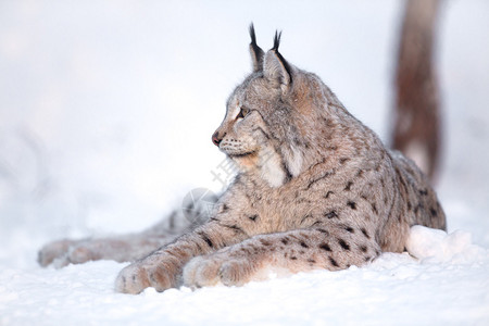 欧亚猞猁躺在雪地里休息图片