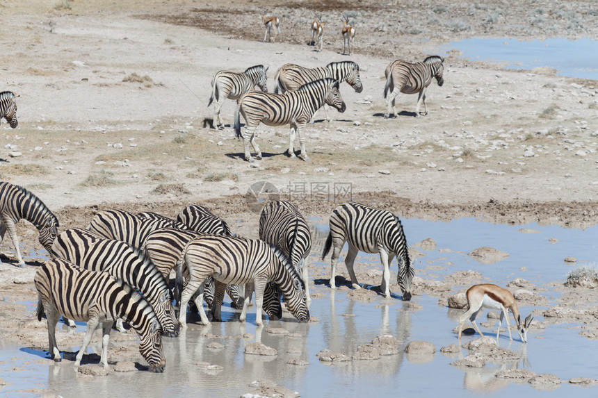 非洲纳米比亚Etosha公园Zebr图片