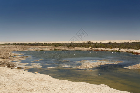 BirdWatchLagoon纳米比亚纳米布沙漠的索苏图片