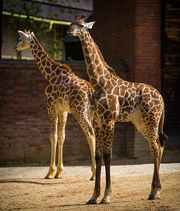 动物园里的小长颈鹿图片