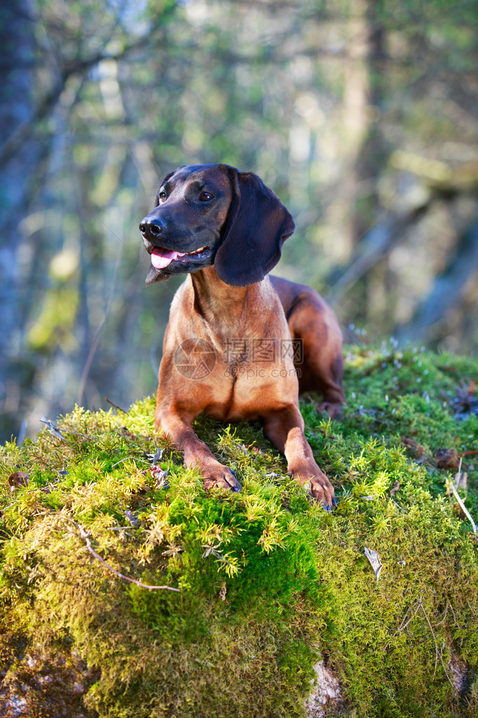巴伐利亚山猎犬图片
