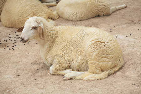 羊群躺下图片