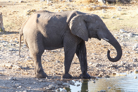 非洲赞比亚Etosha公园大象饮用水图片