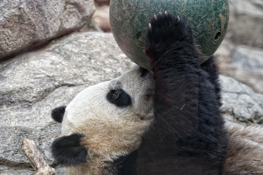 巨型熊猫在玩球的同图片