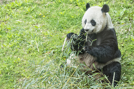 大熊猫一边吃竹子图片