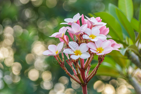 粉红色的弗朗吉帕尼花朵和绿图片