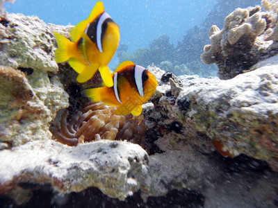 红海的鱼和珊瑚珊瑚礁图片