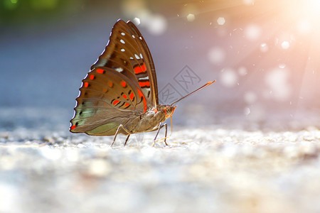 常见的华丽男爵蝴蝶euthalialubentina图片
