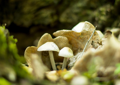 生长在森林里的毒蘑菇图片